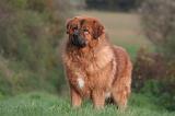 DOGUE DU TIBET 581